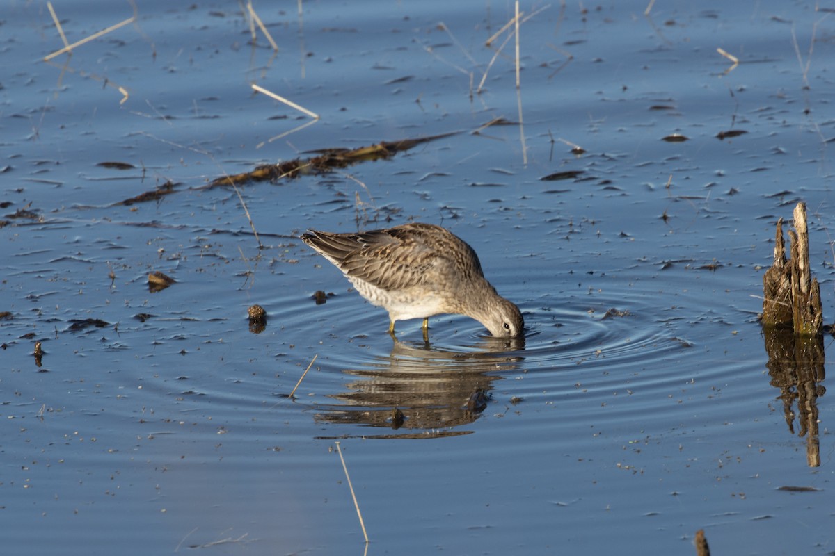 Хараалжин цууцил - ML644789161