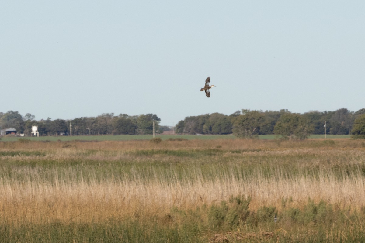 Blue-winged Teal - ML644789163