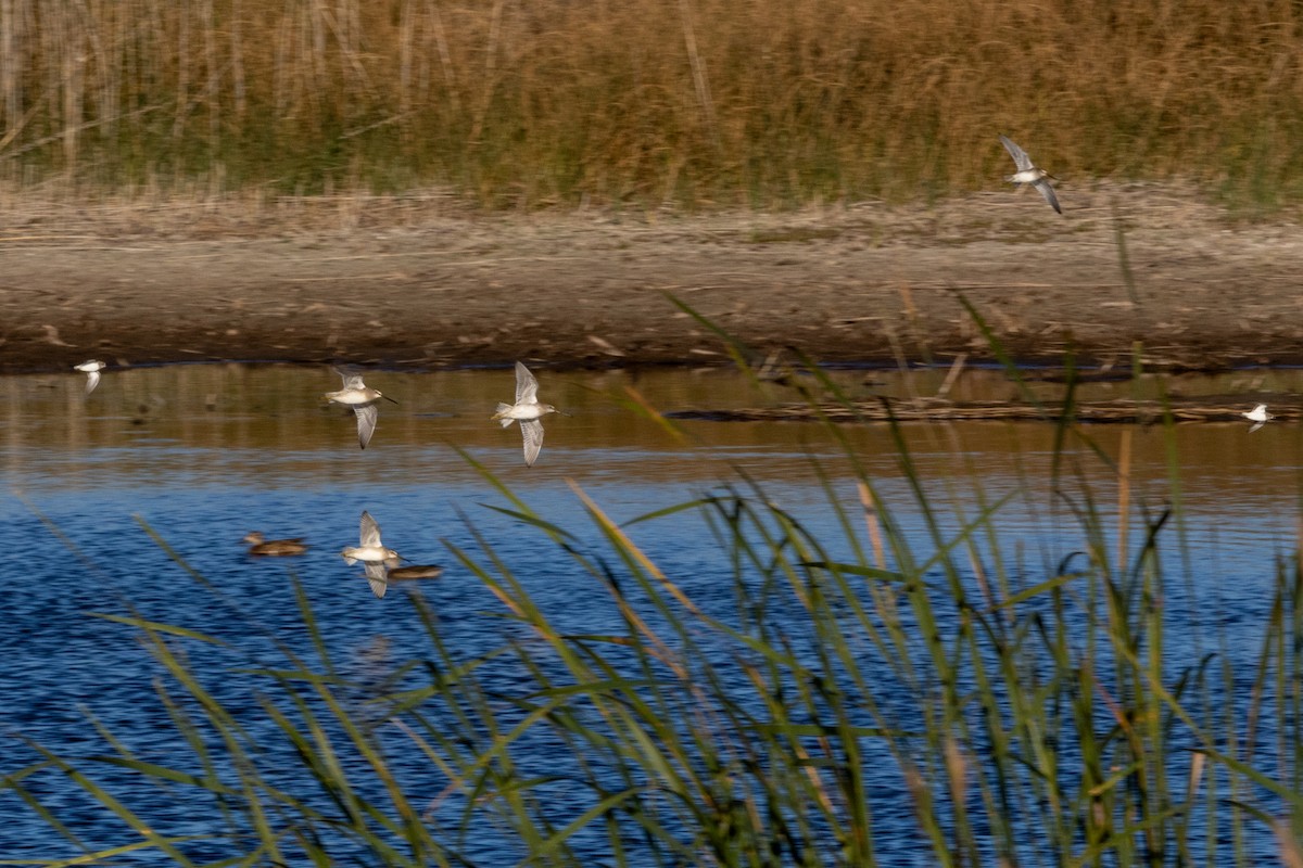 Хараалжин цууцил - ML644789164