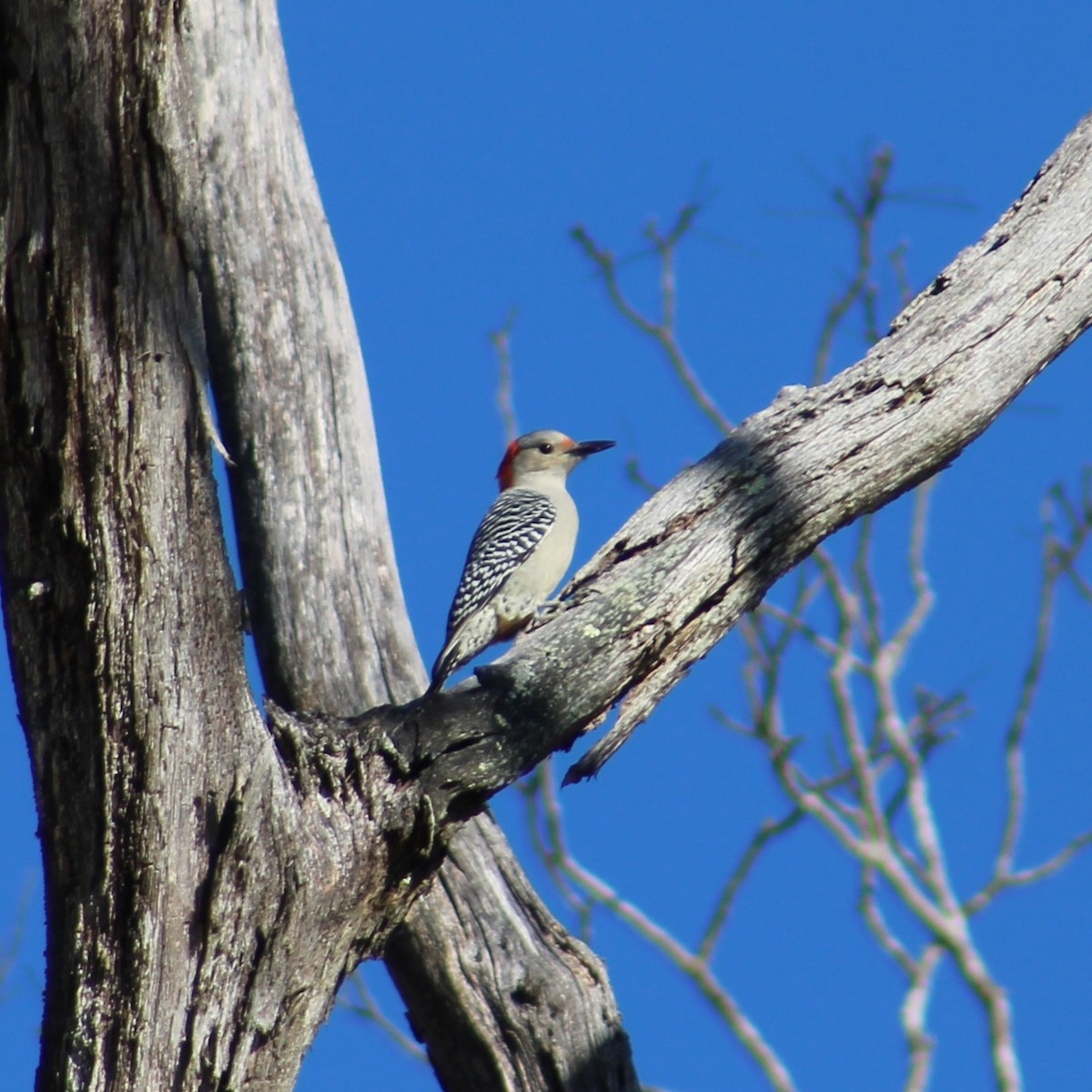 Carpintero de Carolina - ML644789166