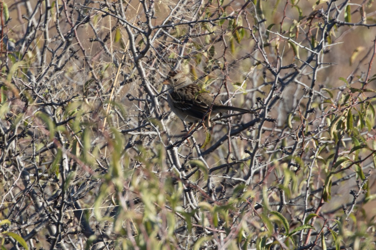 White-crowned Sparrow - ML644789168