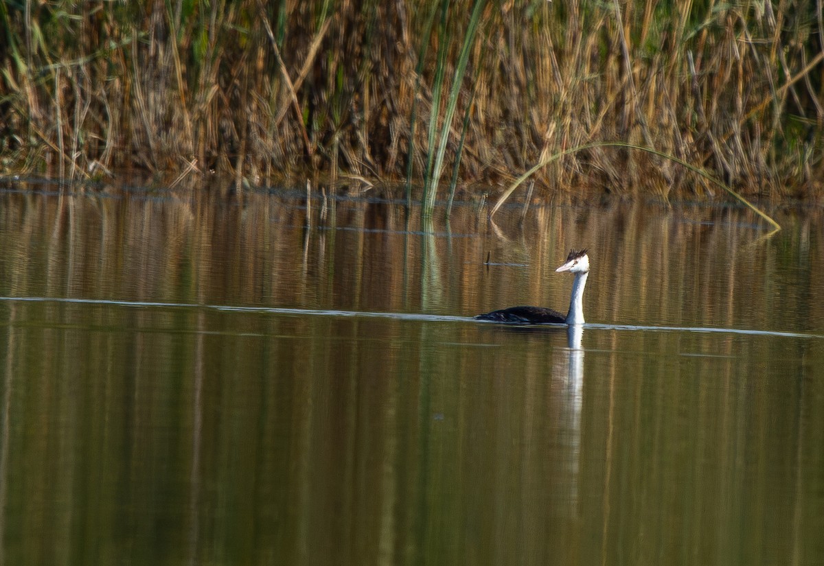 Great Crested Grebe - ML644789170