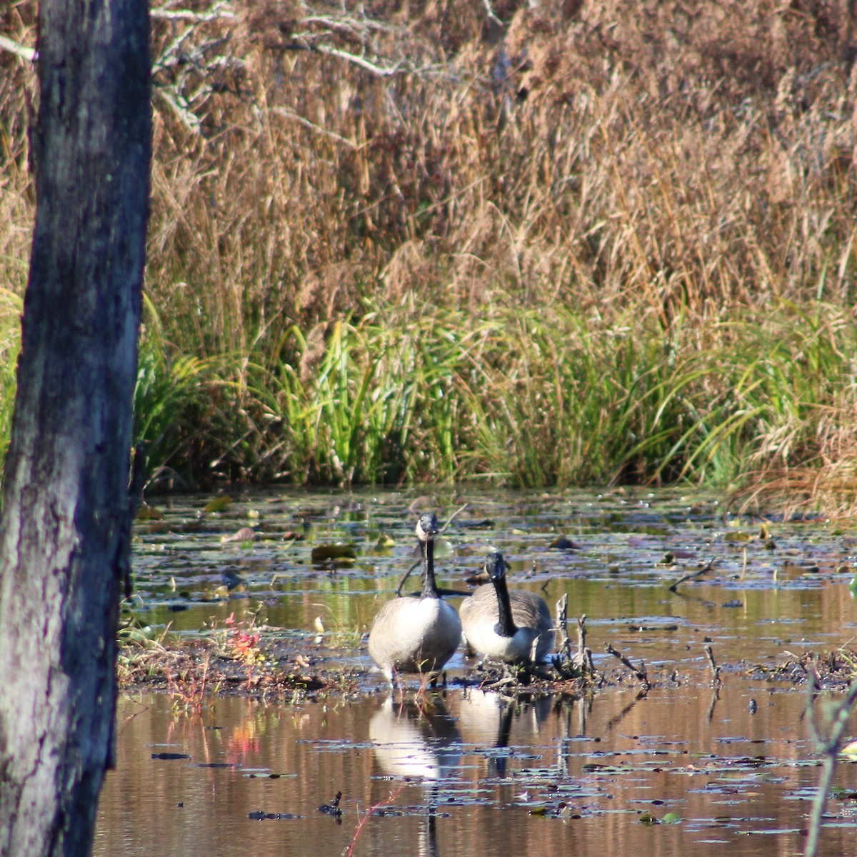 Branta kanadar handia - ML644789171