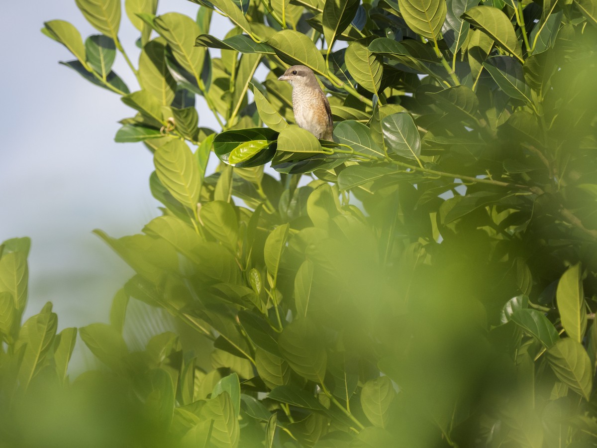 Тибетский сорокопут - ML644789181