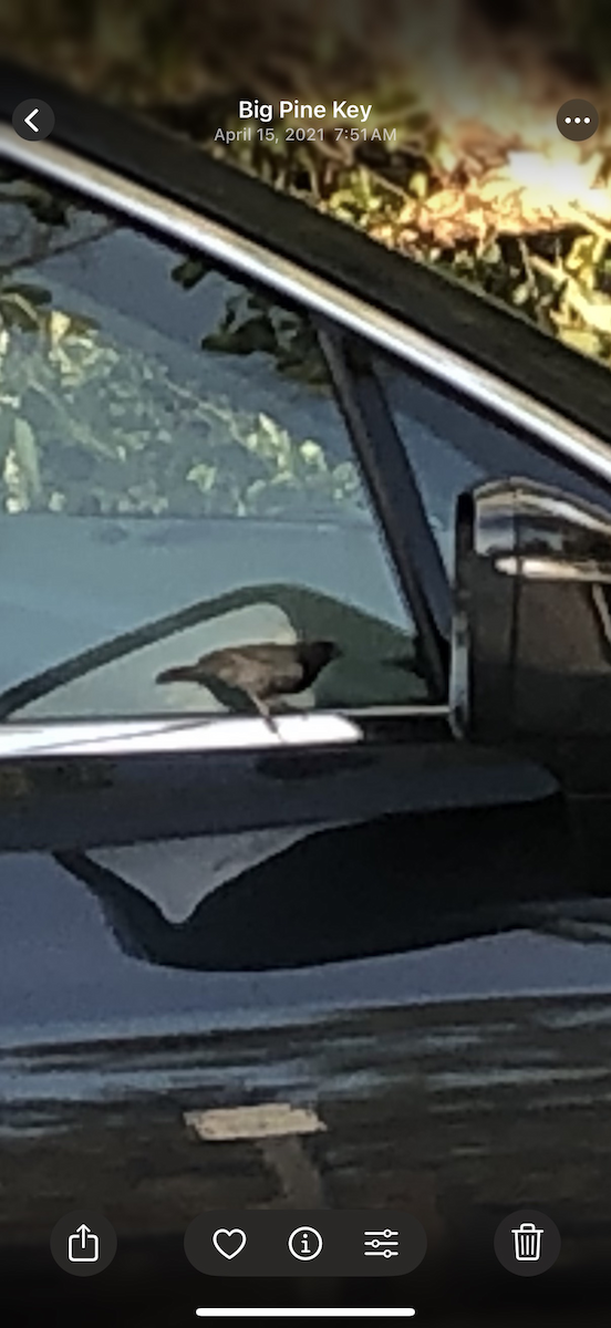 skifergresspurv - ML644789186