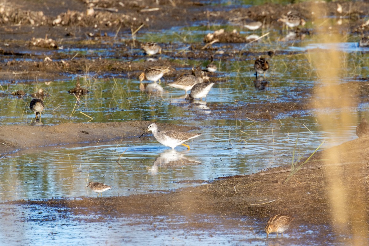 Хараалжин цууцил - ML644789187