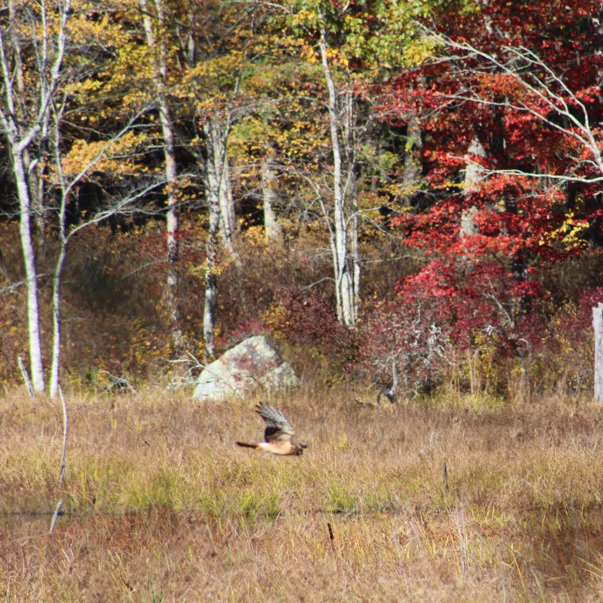 Northern Harrier - ML644789188