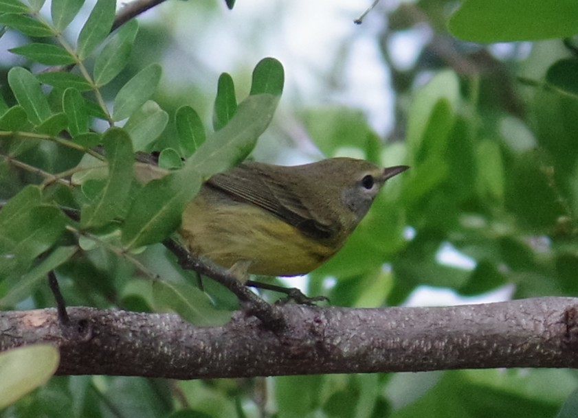 סבכון ערבות - ML644789189