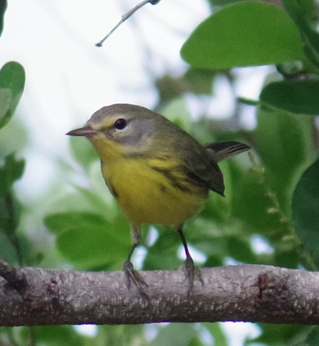 סבכון ערבות - ML644789190