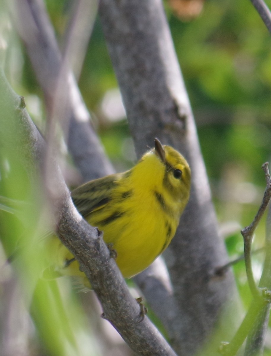 סבכון ערבות - ML644789191