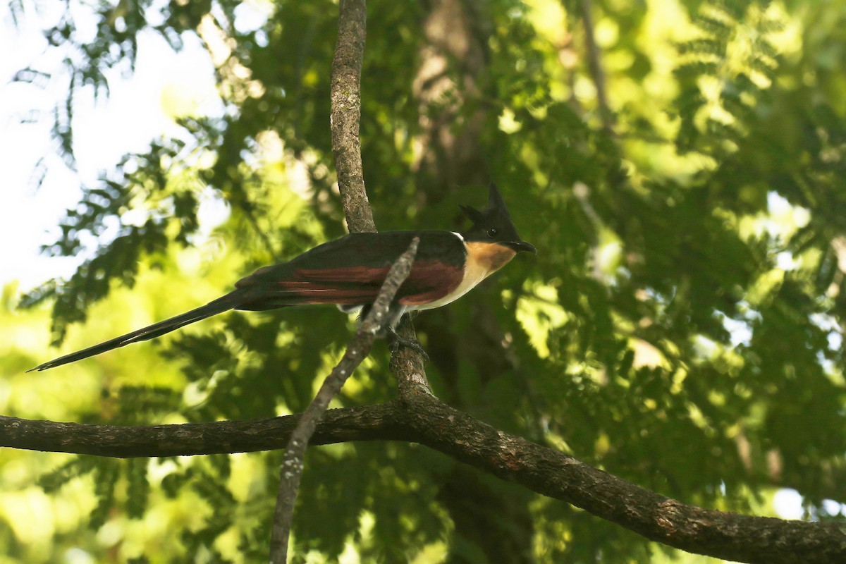 Coucou à collier - ML644789192