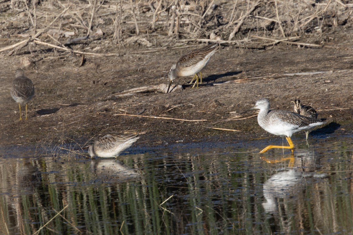 Greater Yellowlegs - ML644789201