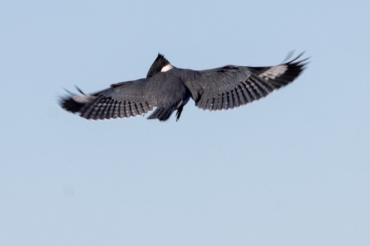 Belted Kingfisher - ML644789205