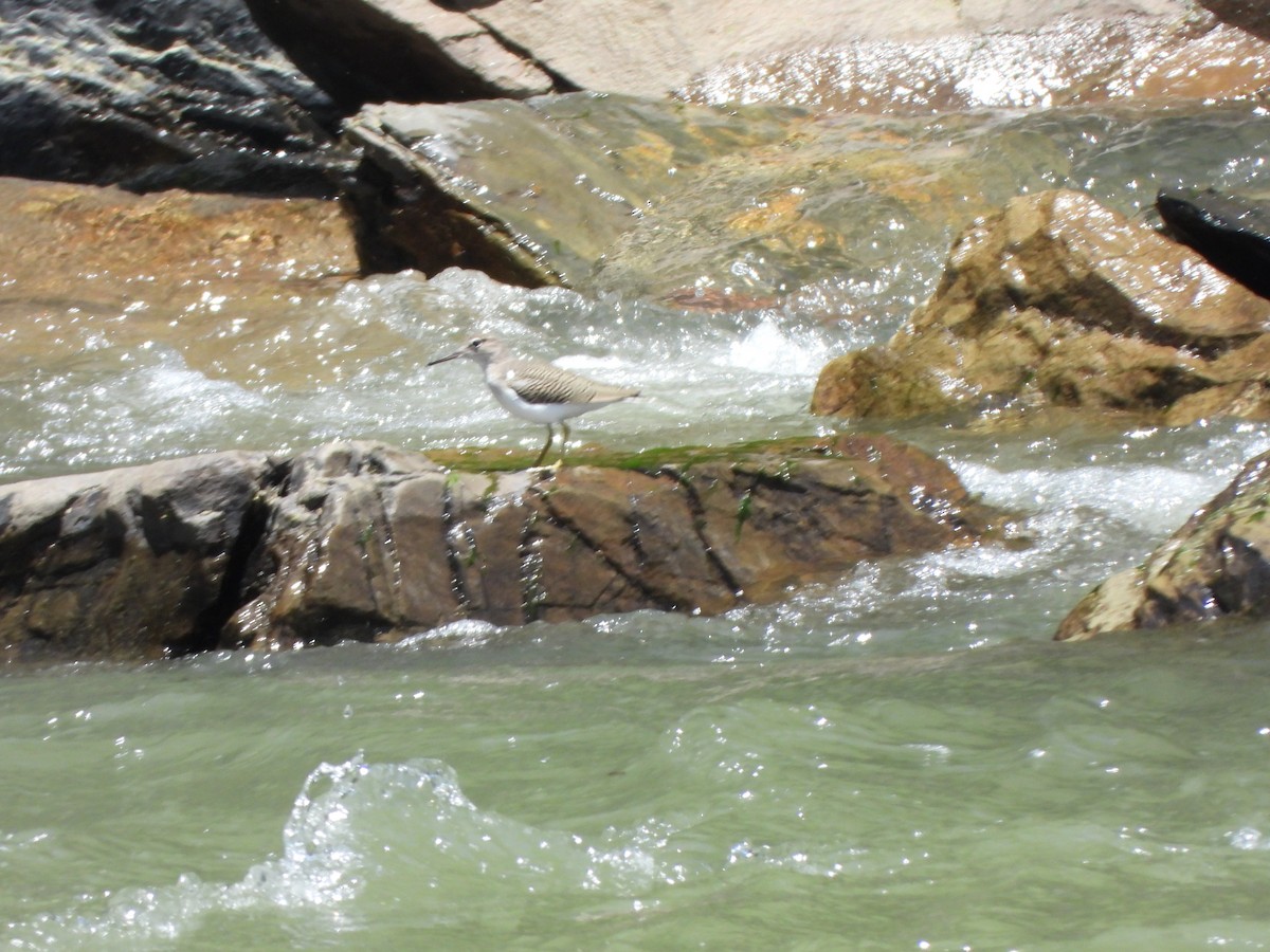 Spotted Sandpiper - ML644789208