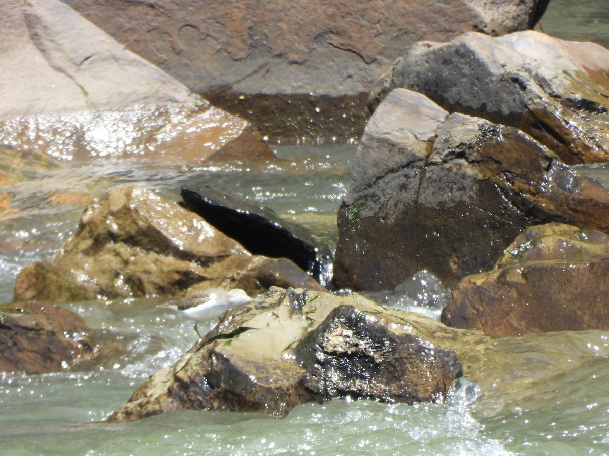 Spotted Sandpiper - ML644789209