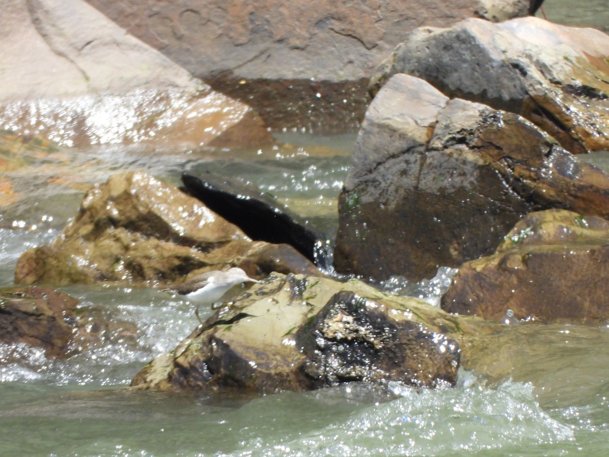 Spotted Sandpiper - ML644789210