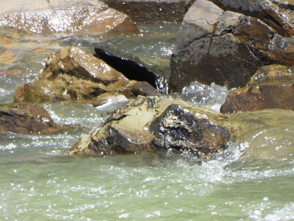 Spotted Sandpiper - ML644789211