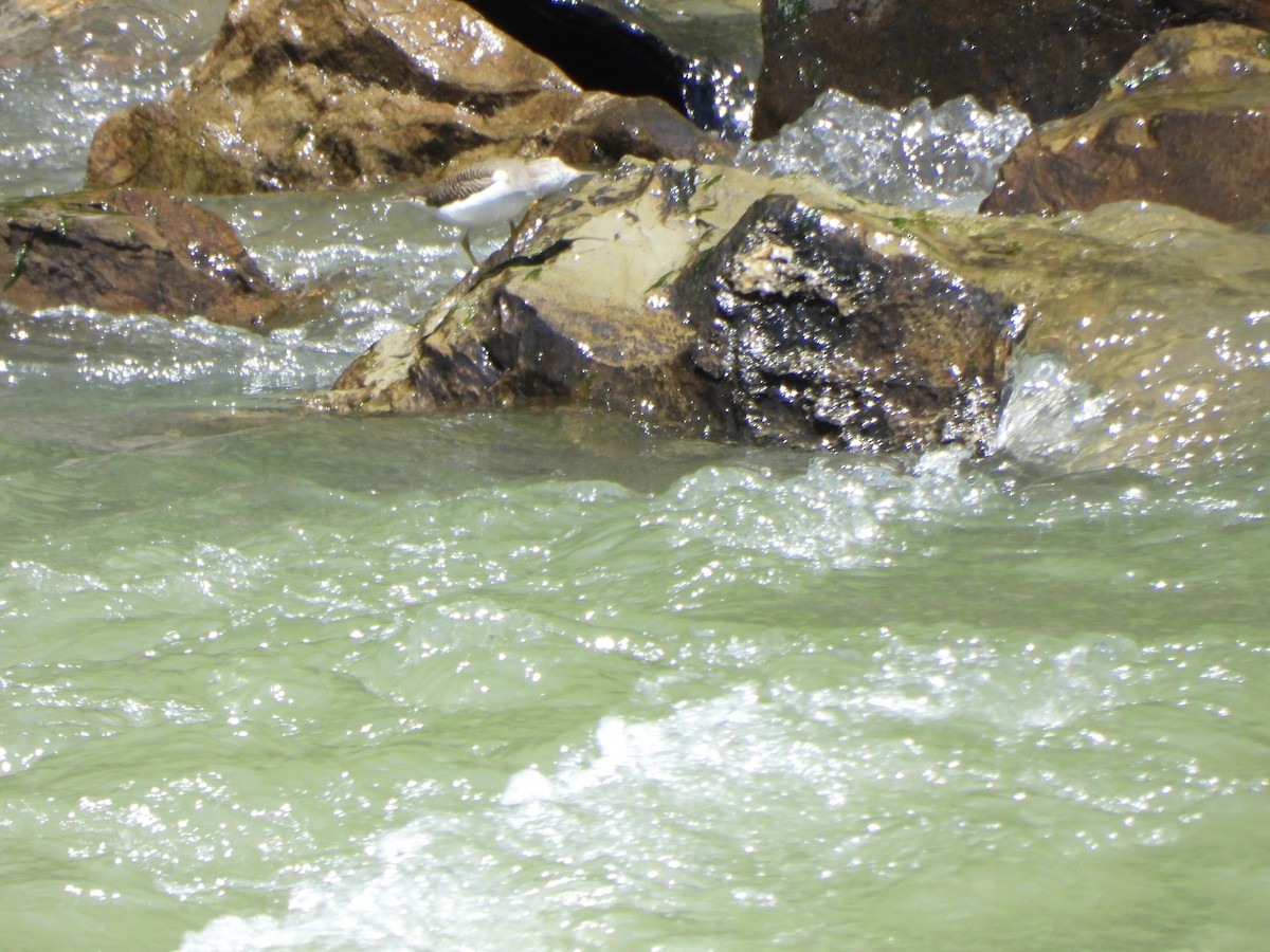 Spotted Sandpiper - ML644789212