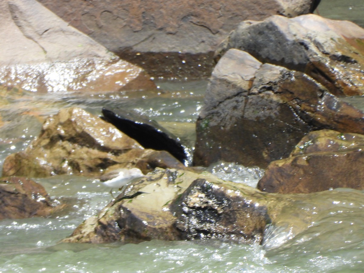 Spotted Sandpiper - ML644789213