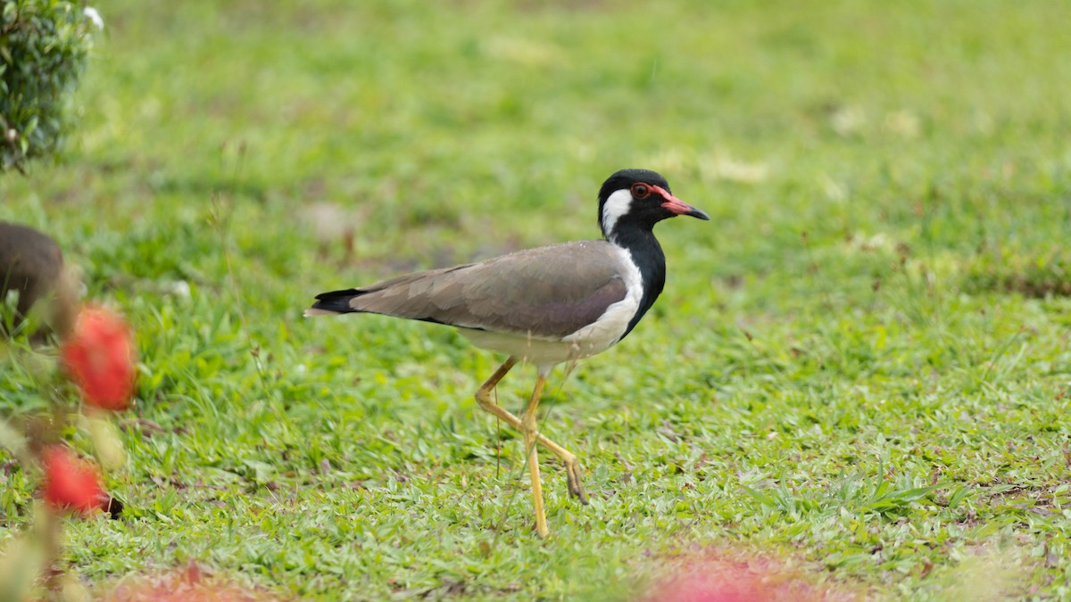 Red-wattled Lapwing - ML644789214