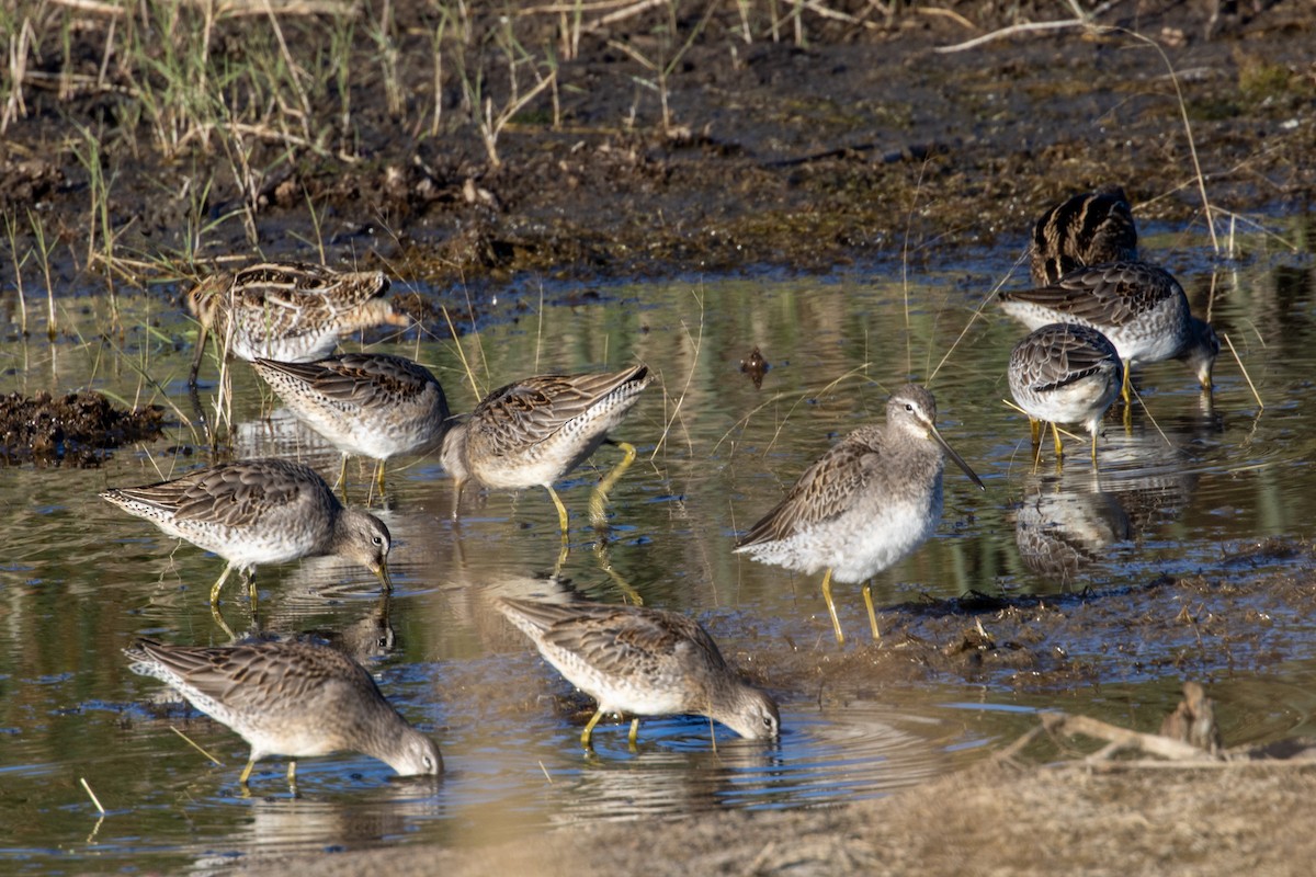 Long-billed Dowitcher - ML644789216