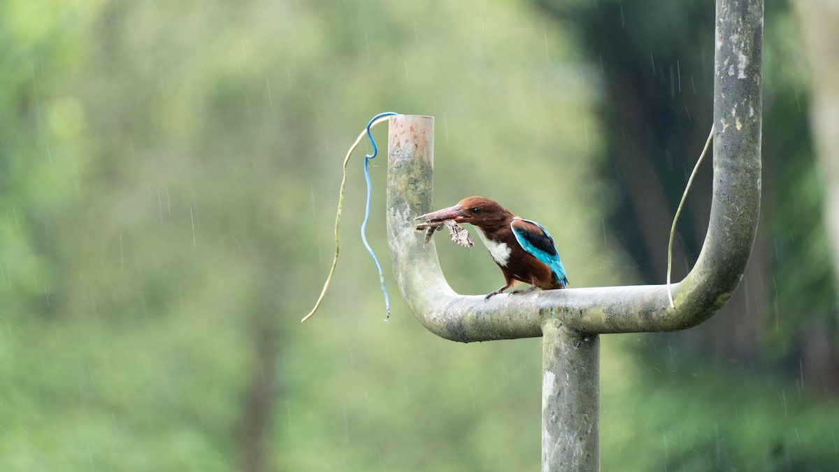 White-throated Kingfisher - ML644789217