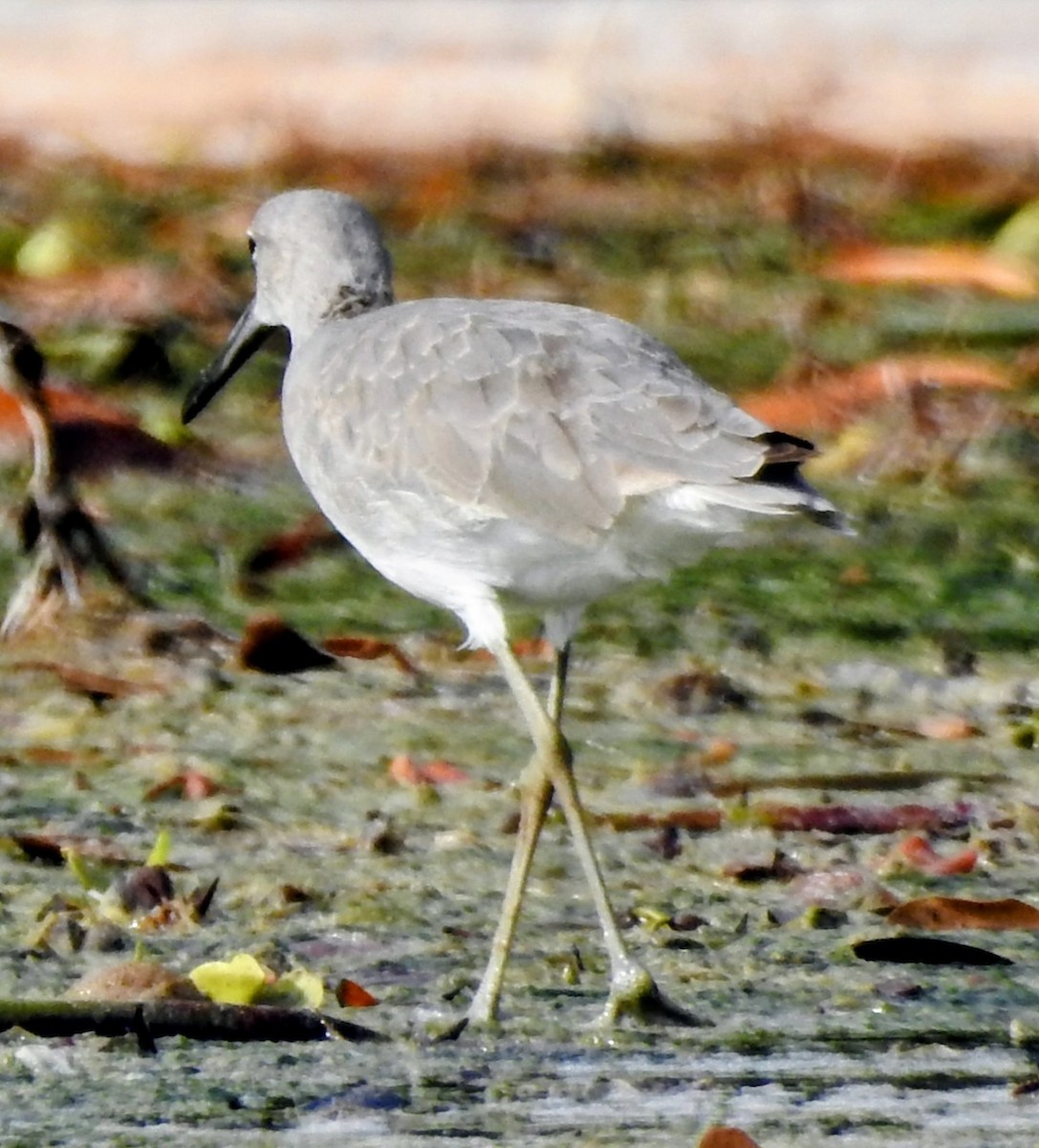 Willet - ML644789218