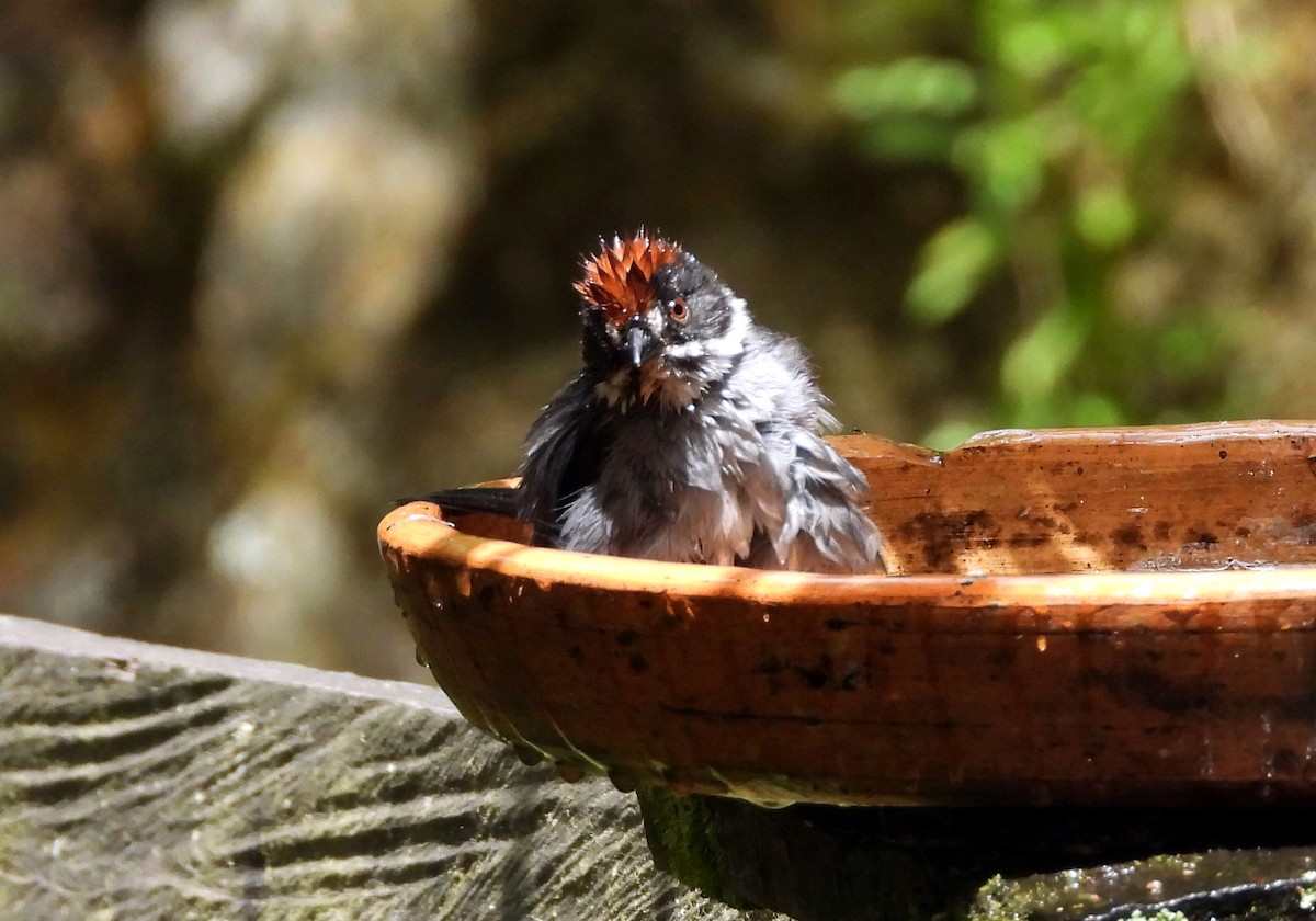 Northern Slaty Brushfinch - ML644789221