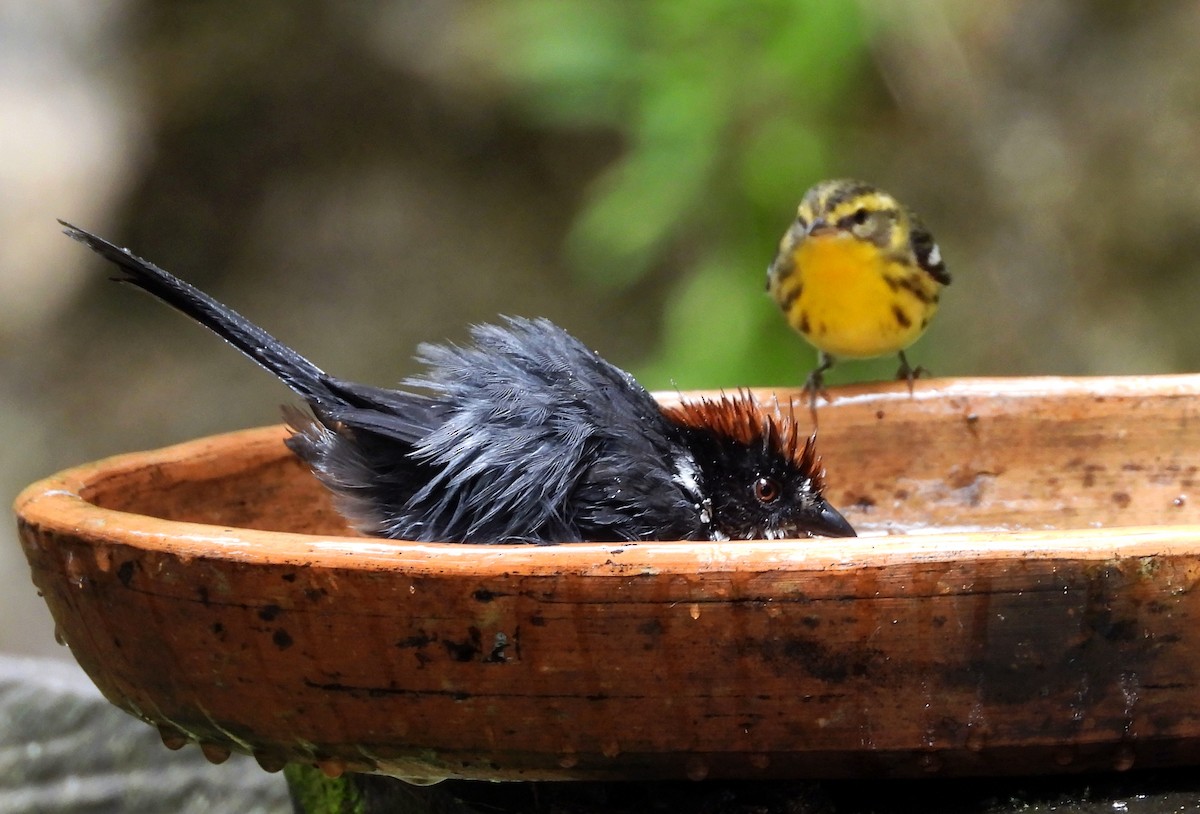 Northern Slaty Brushfinch - ML644789222