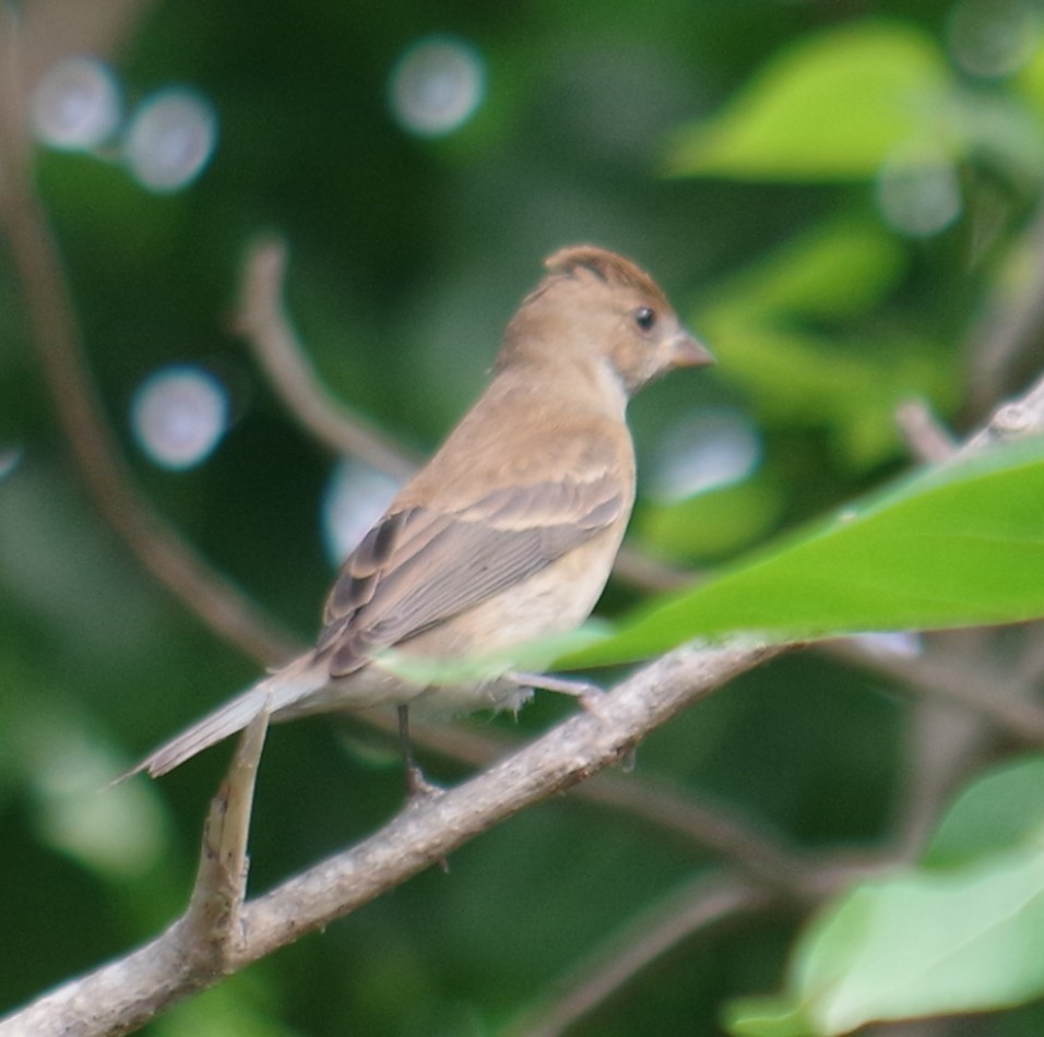 Indigo Bunting - ML644789223