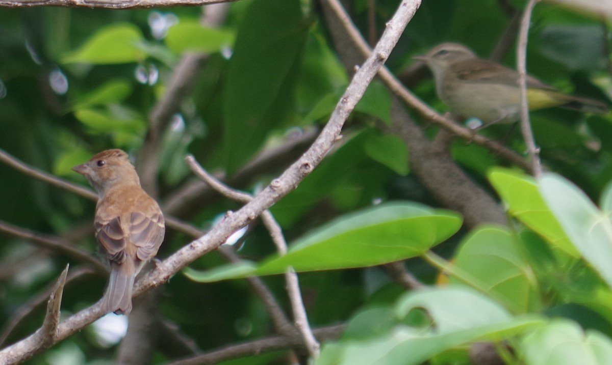 Indigo Bunting - ML644789224