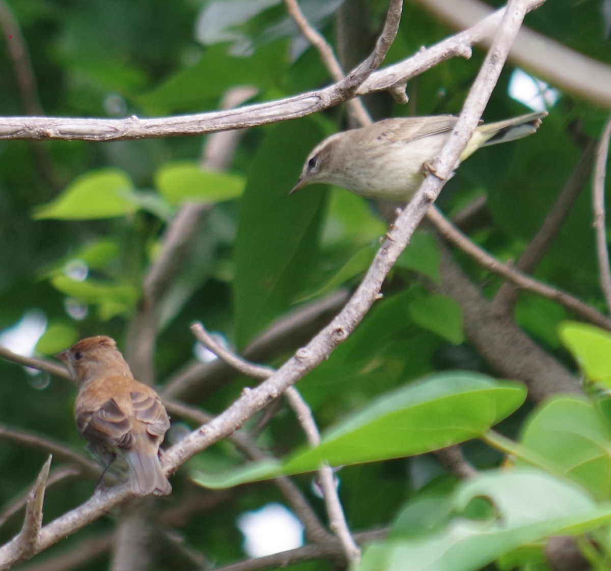 Indigo Bunting - ML644789225