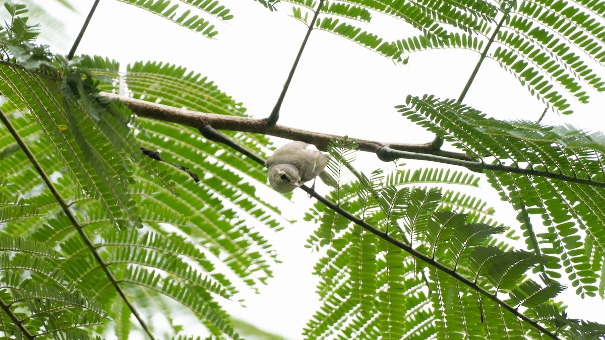 Green Warbler - ML644789226