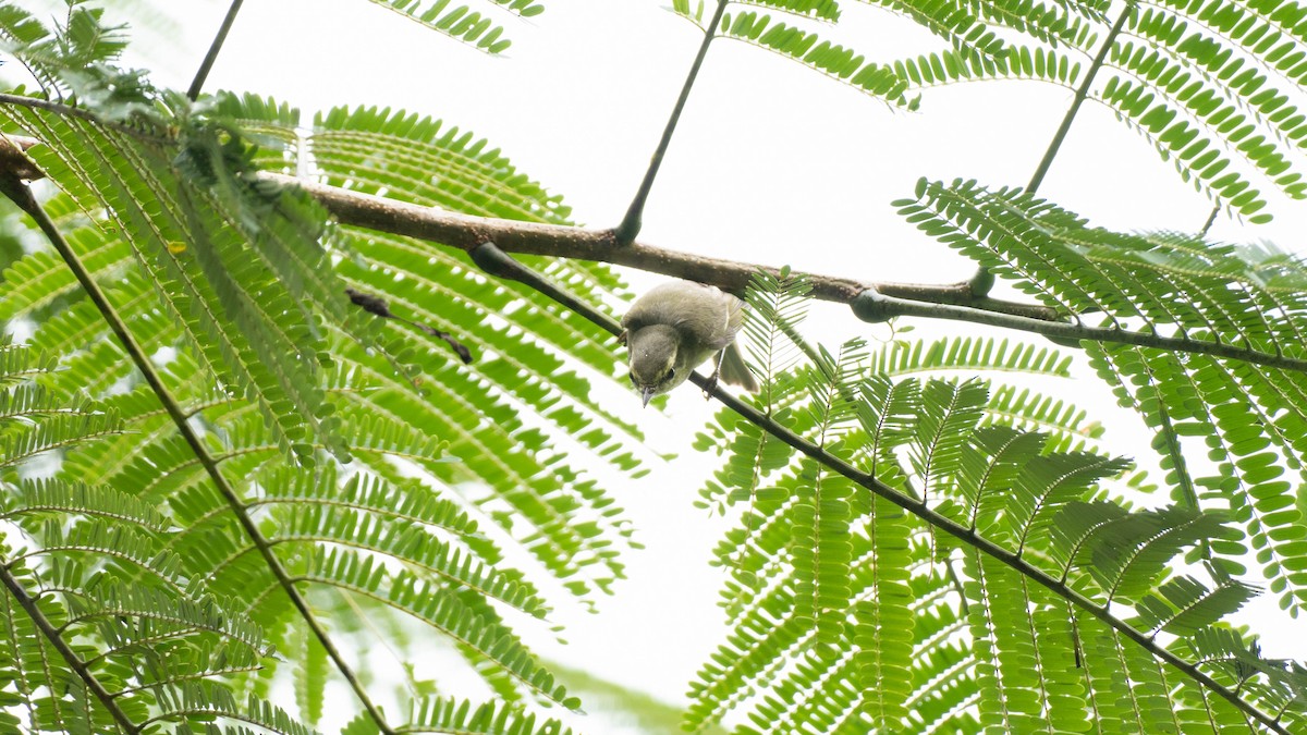 Green Warbler - ML644789227