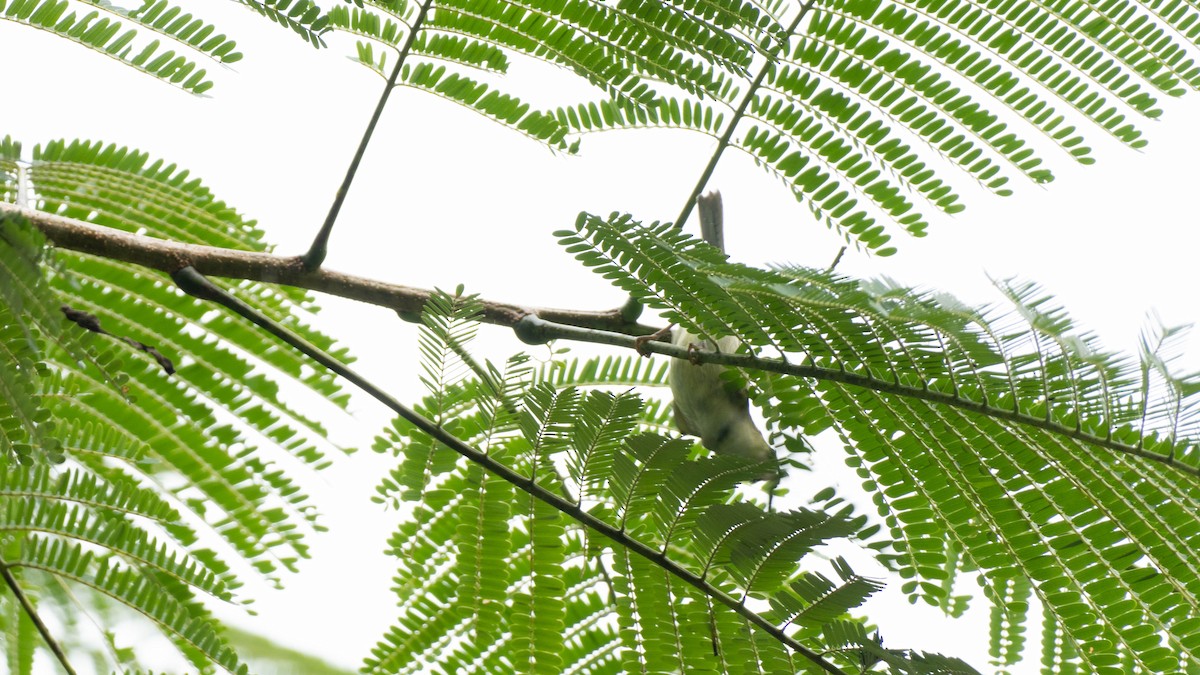 Green Warbler - ML644789228