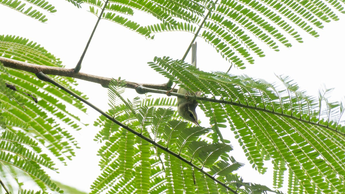 Green Warbler - ML644789229