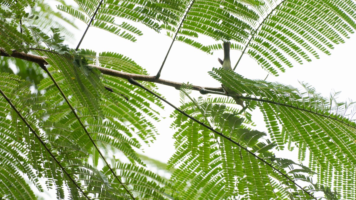 Green Warbler - ML644789230