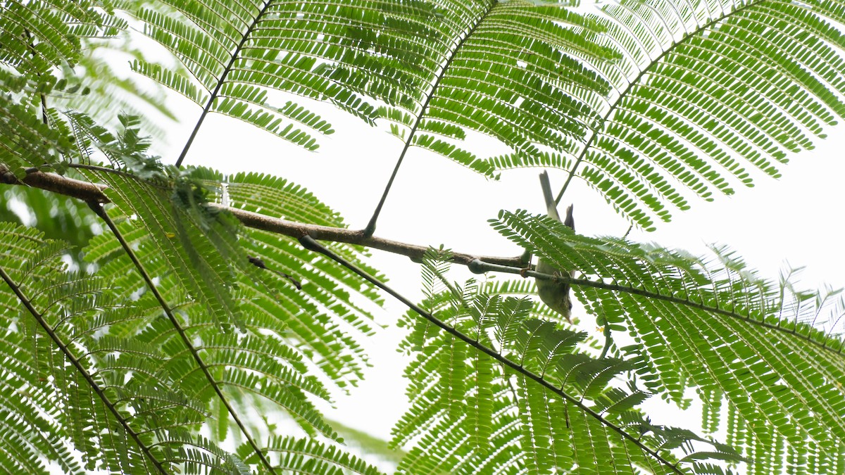 Green Warbler - ML644789231