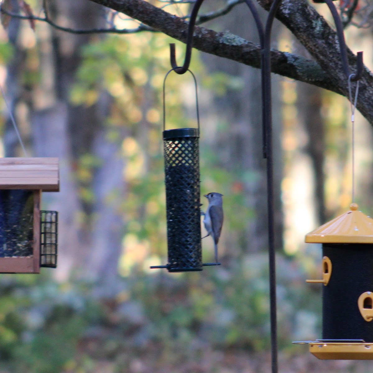 Tufted Titmouse - ML644789233