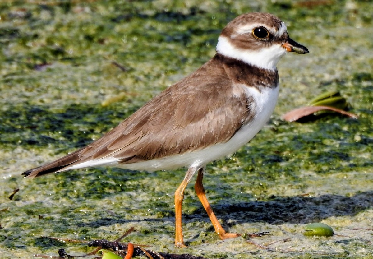 Semipalmated Plover - ML644789236