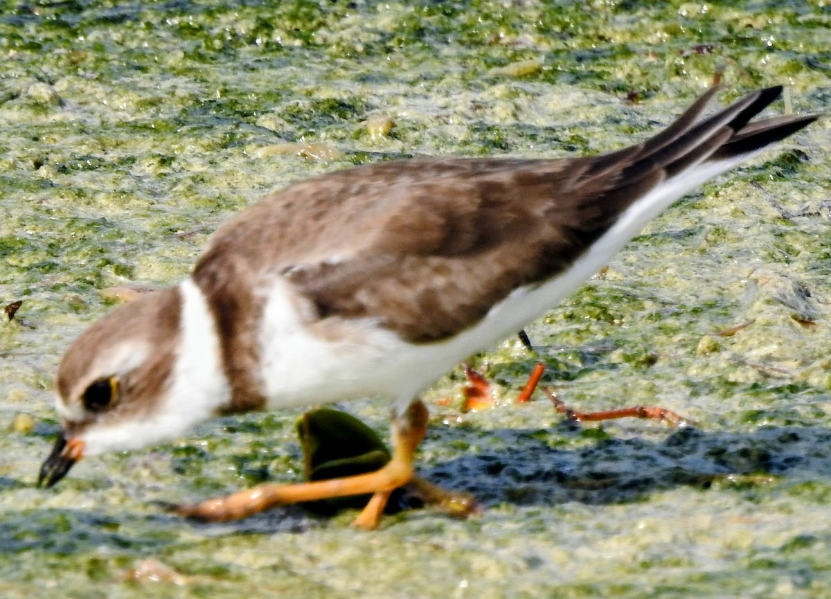 Semipalmated Plover - ML644789237