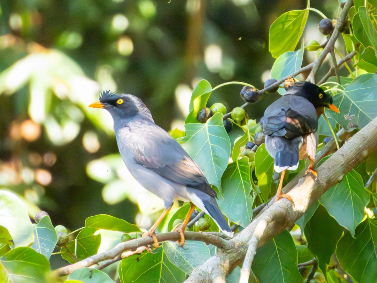Jungle Myna - ML644789239