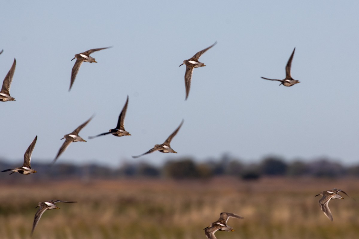 Хараалжин цууцил - ML644789240