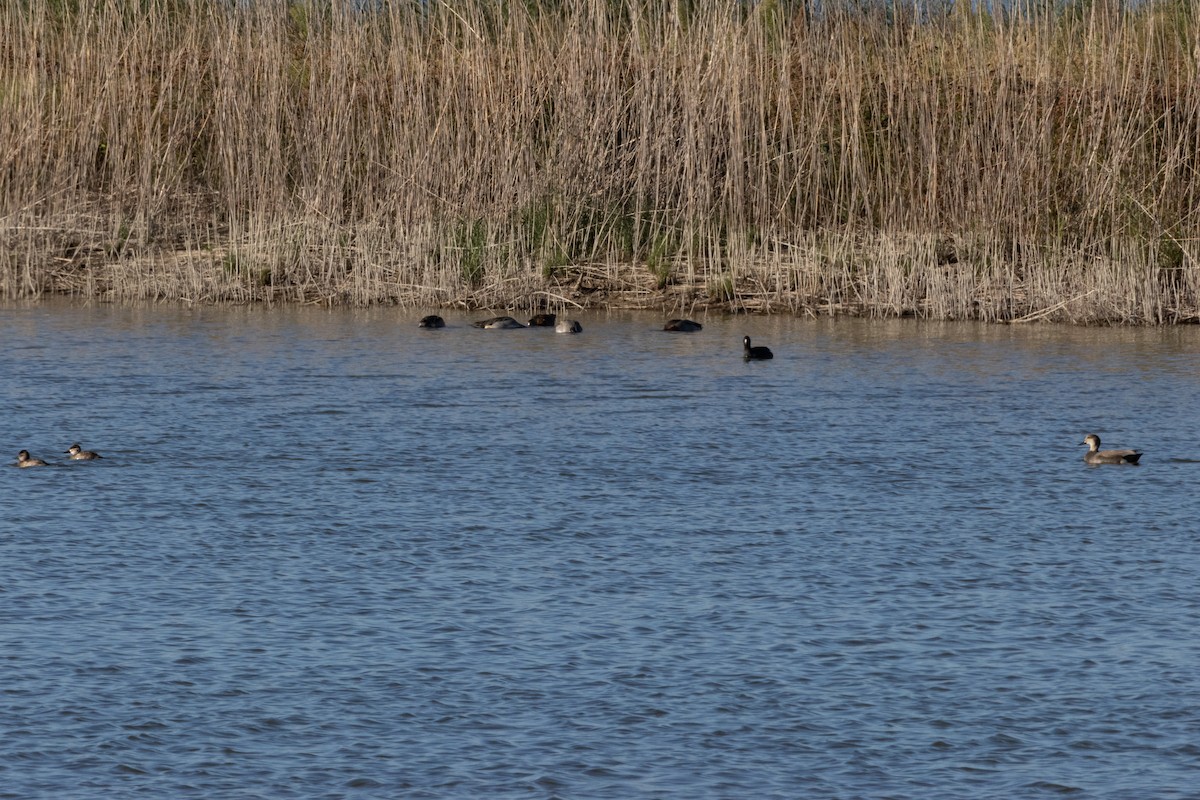 Focha Americana - ML644789255