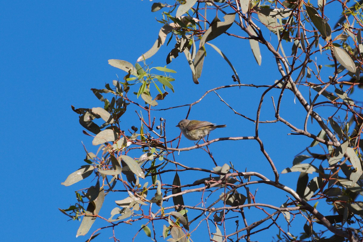 stumpnebb - ML644789256