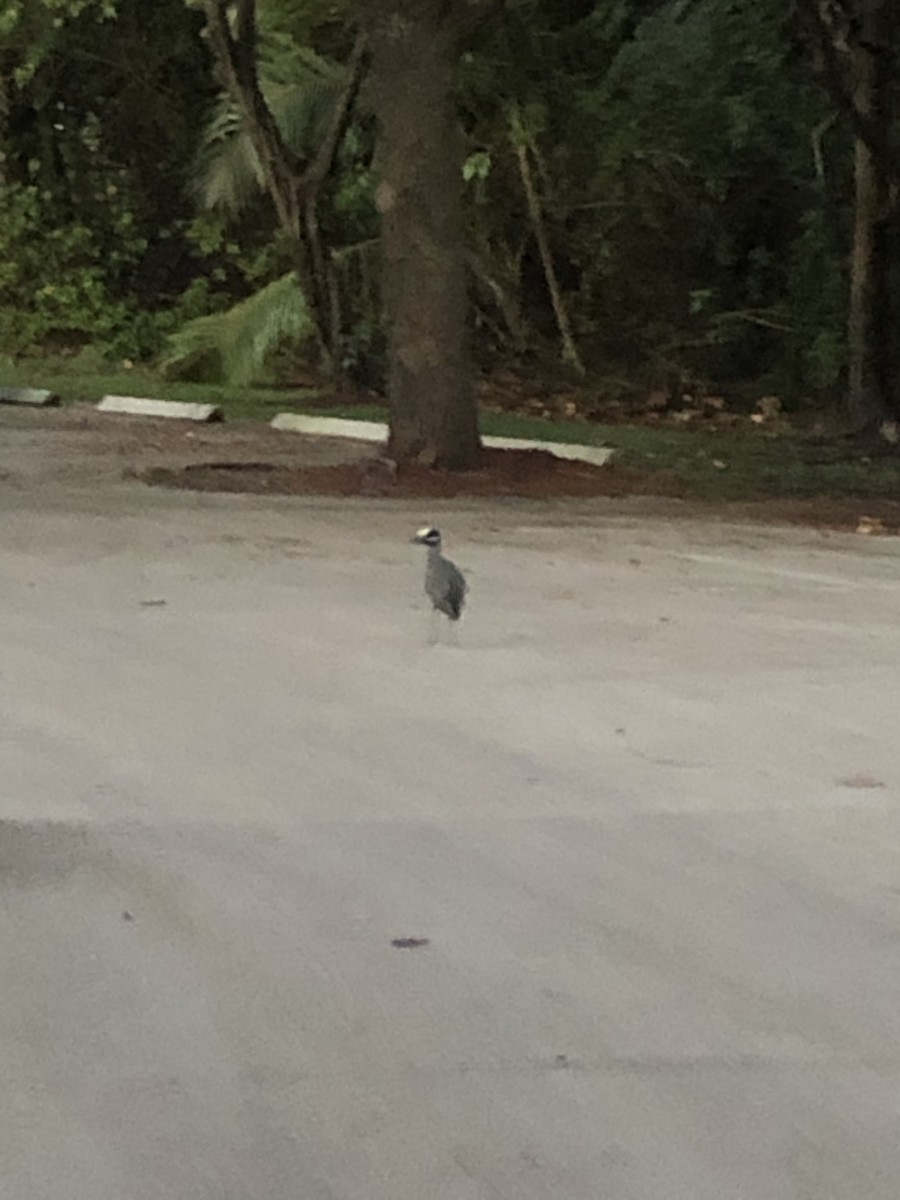 gulkronehegre - ML644789257