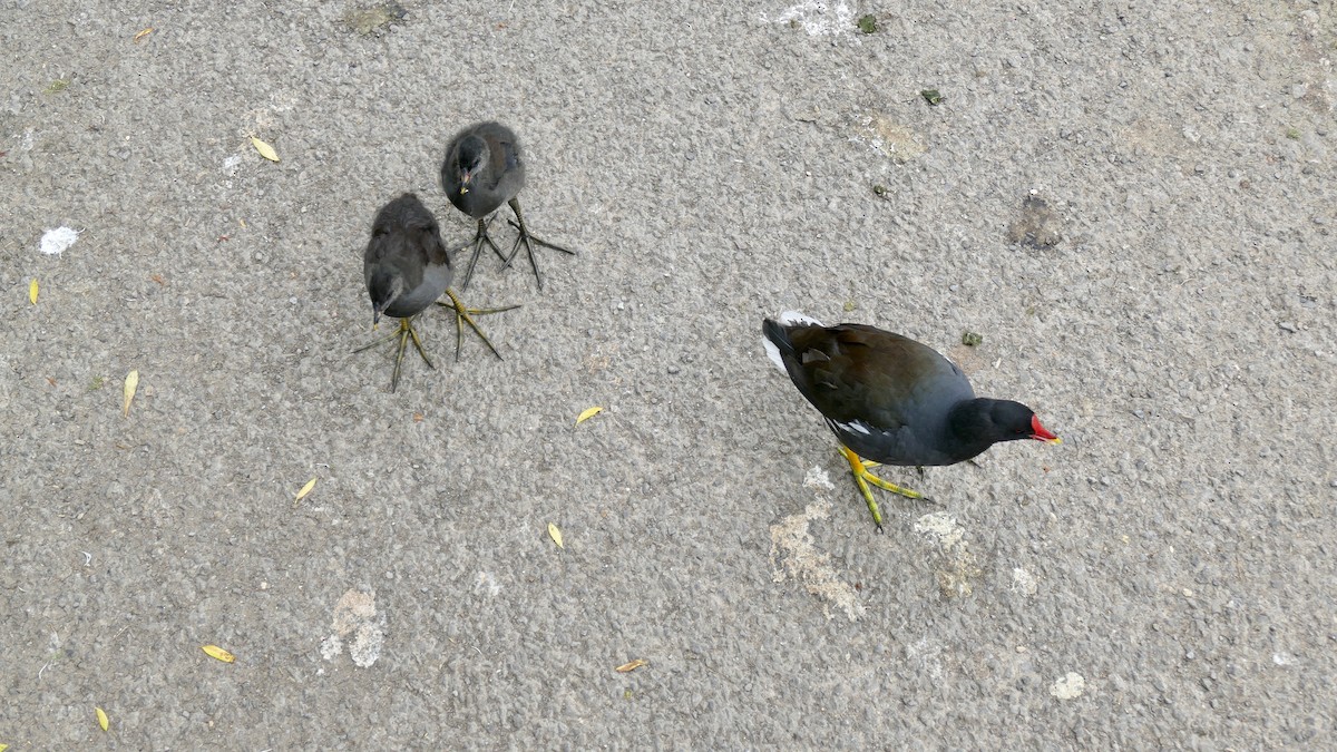 sivhøne - ML644789265