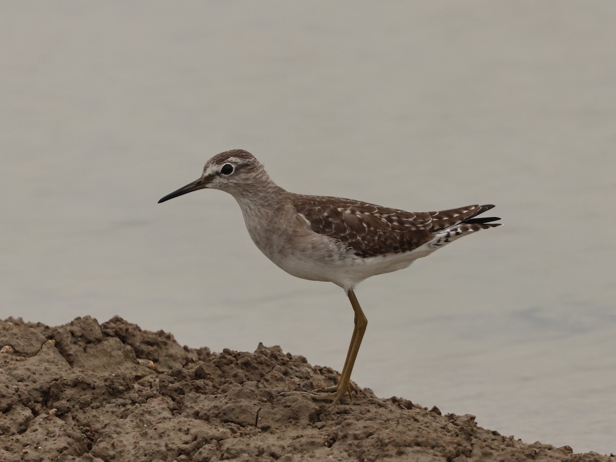 vodouš bahenní - ML644789289