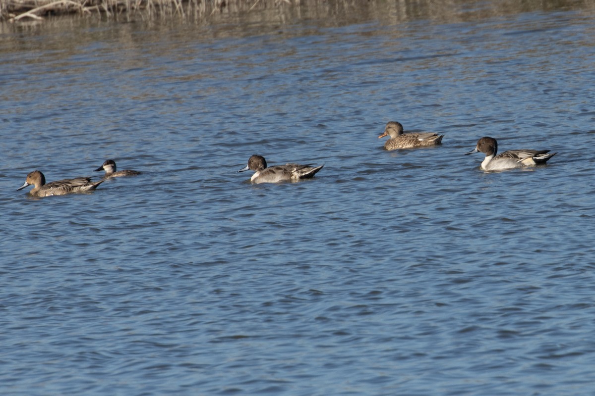 Schwarzkopf-Ruderente - ML644789291