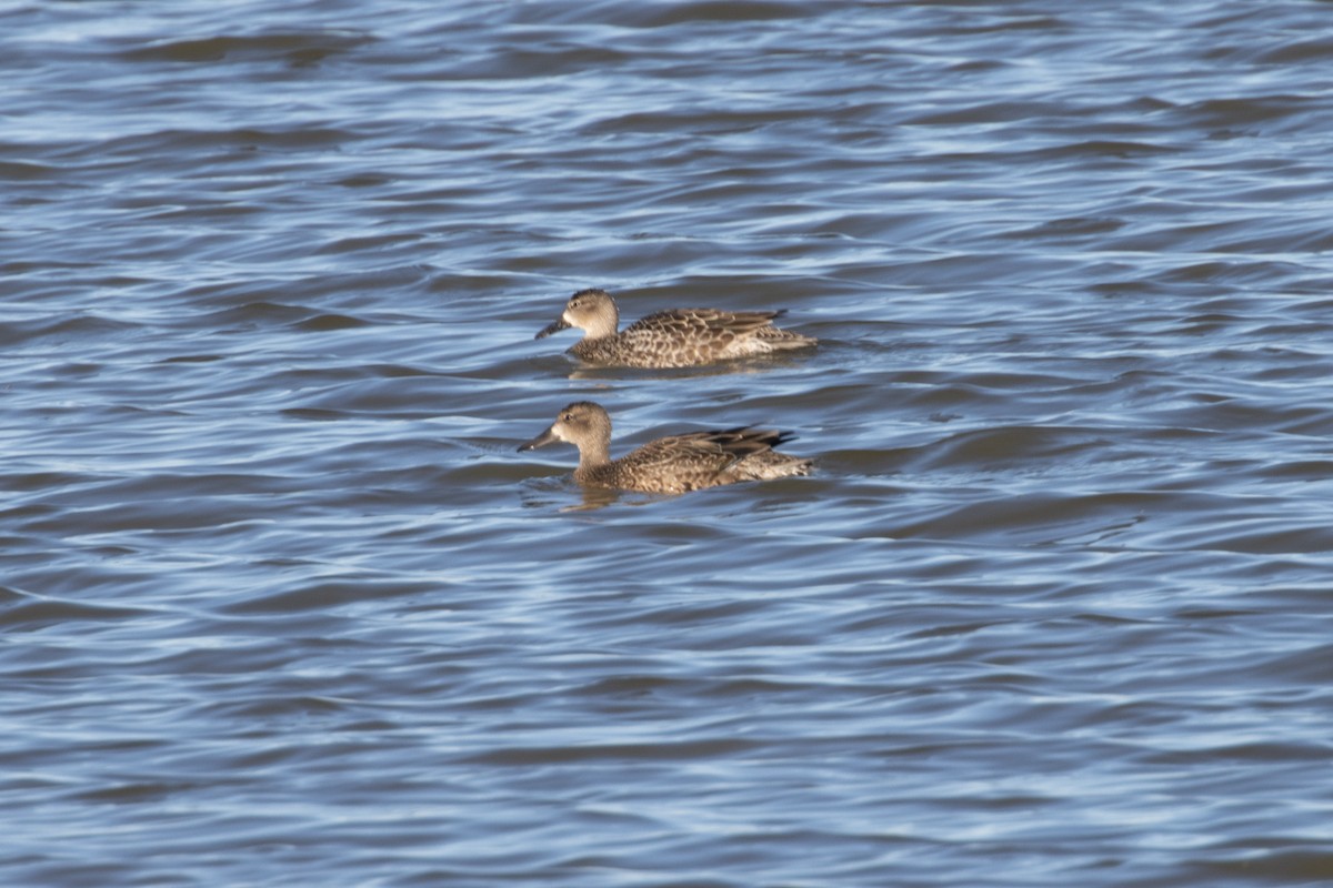 Blue-winged Teal - ML644789298